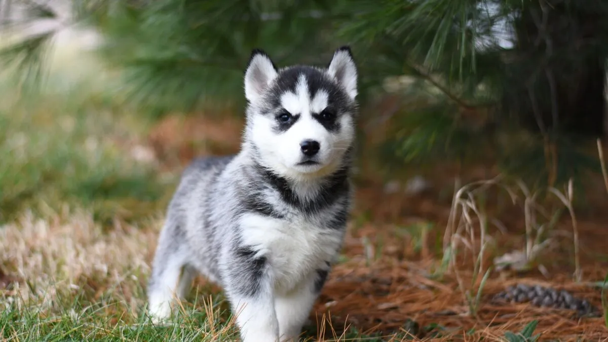 Siberian Husky trưởng thành