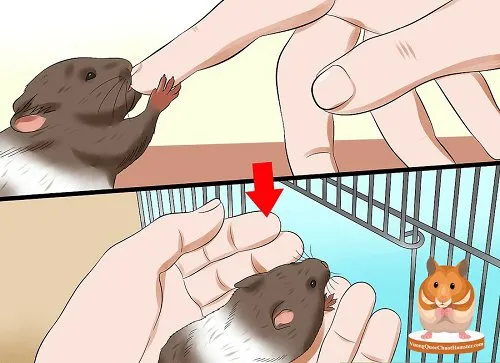 Sơ cứu vết thương bị chuột hamster cắn chảy máu đúng cách là yếu tố quyết định an toàn