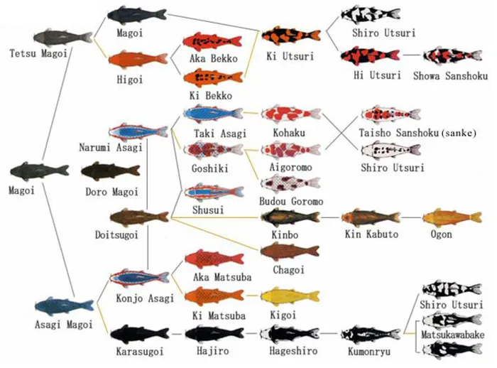 Sơ đồ minh họa quá trình lai tạo ra các dòng cá koi đa dạng về màu sắc và hoa văn