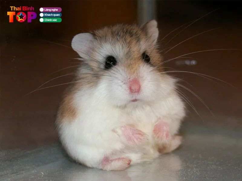 So sánh các đặc điểm cơ bản của giống Hamster Bear, Robo và Winter White phổ biến