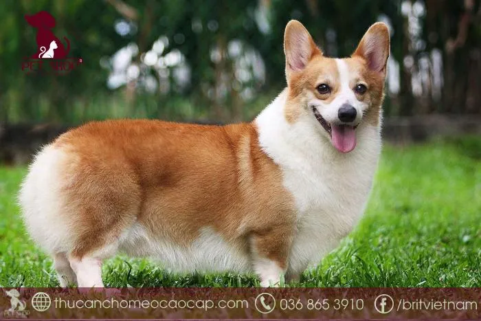 So sánh chó Corgi Pembroke và Cardigan Welsh Corgi