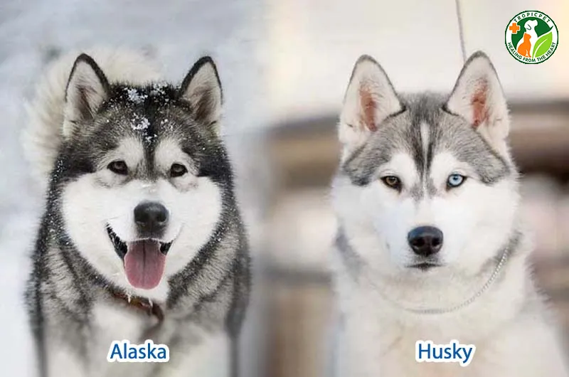 Chó Husky Trưởng Thành: Hướng Dẫn Toàn Diện Về Giá, Đặc Điểm Và Kinh Nghiệm Chọn Mua