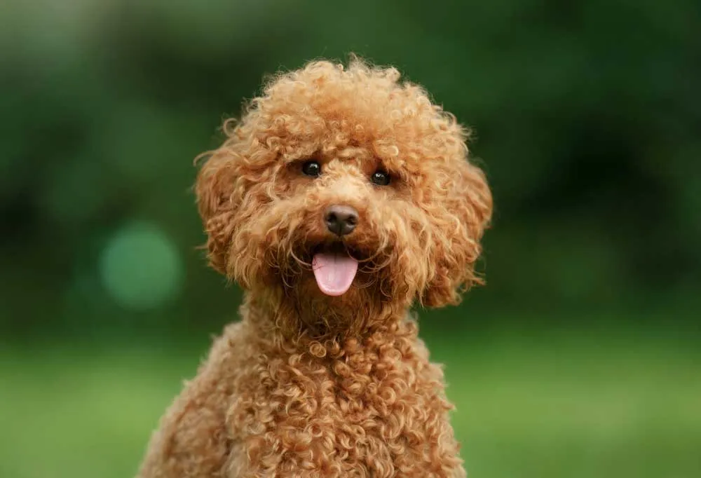 So sánh chó Poodle Standard với Miniature Poodle về kích thước