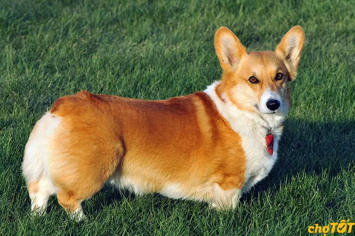 So sánh đặc điểm cơ thể và kích thước giữa Pembroke Welsh Corgi và Cardigan Welsh Corgi