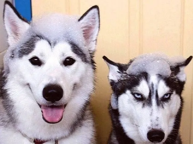 So sánh đầu của chó Alaska Malamute và chó Siberian Husky: Đặc điểm khuôn mặt và đôi mắt