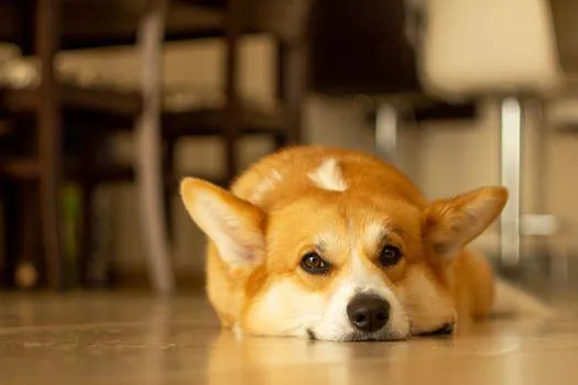 So sánh kích thước và thân hình của chó chân ngắn Corgi Cardigan và Pembroke