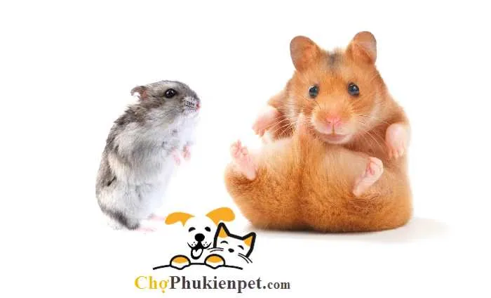 so sánh tuổi thọ của chuột hamster winter white và hamster bear