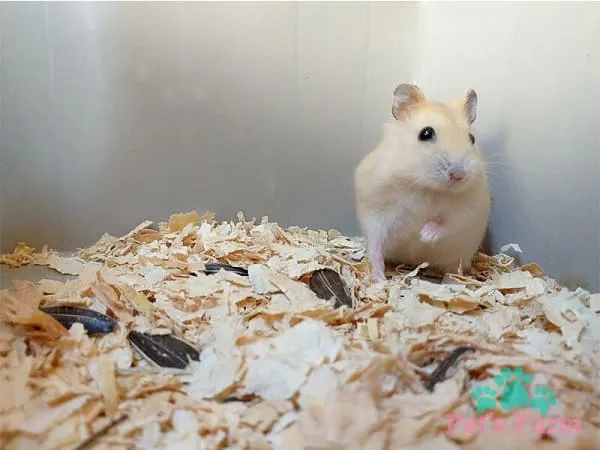 So sánh Winter White với Campbell’s Dwarf Hamster giúp phân biệt ngoại hình
