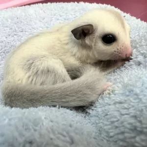 Shop Bán Chuột Hamster Ở Sóc Trăng: Địa Chỉ Uy Tín Và Hướng Dẫn Chăm Sóc