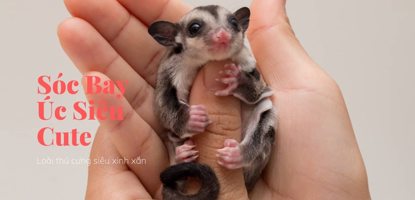 Bán Chuột Hamster TPHCM Giá Rẻ: Tuyệt Chiêu Chọn Shop Uy Tín & Kinh Nghiệm Nuôi