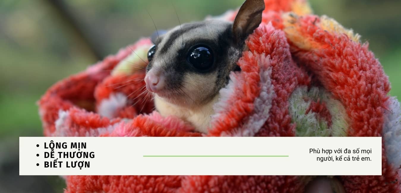 Bán Chuột Hamster TPHCM Giá Rẻ: Tuyệt Chiêu Chọn Shop Uy Tín & Kinh Nghiệm Nuôi