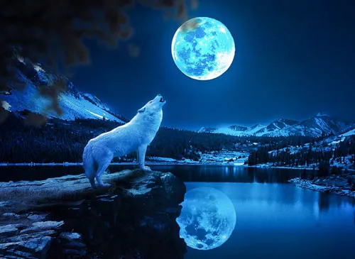 Sói dưới đêm trăng tròn, hình ảnh phổ biến trong hoạt hình và phim giả tưởng