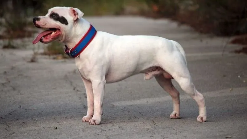 Staffordshire Bull Terrier nguồn gốc từ Anh Quốc có chế độ ăn kiêng khem hơn