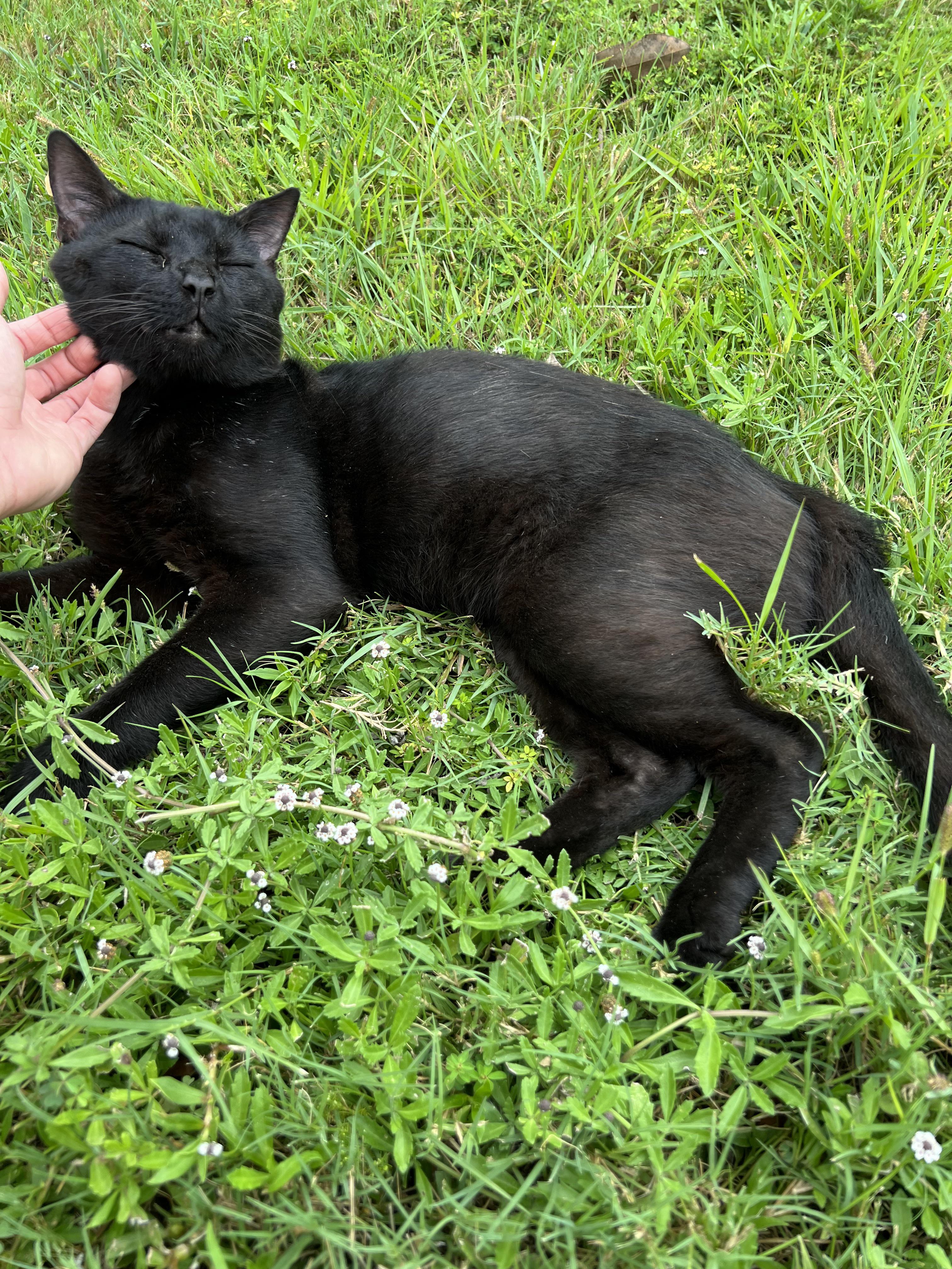 Nhà Tắm Chuột Hamster: Hướng Dẫn Toàn Diện Tuyệt Đối Cho Vệ Sinh Thú Cưng