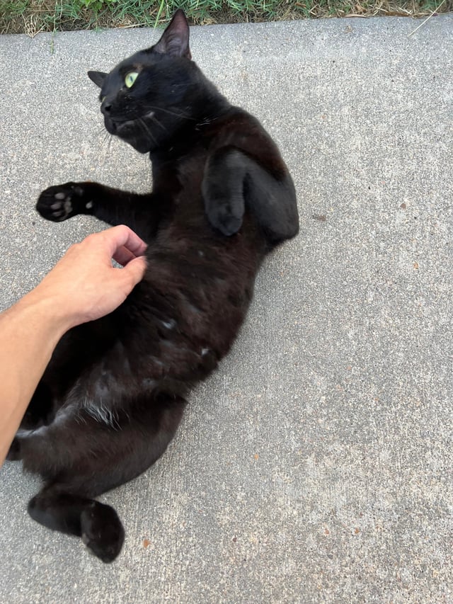 Nhà Tắm Chuột Hamster: Hướng Dẫn Toàn Diện Tuyệt Đối Cho Vệ Sinh Thú Cưng