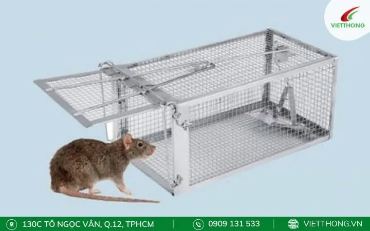 Sử dụng bẫy lồng truyền thống bằng kim loại để bắt sống chuột, một phương pháp kiểm soát chuột an toàn và nhân đạo.