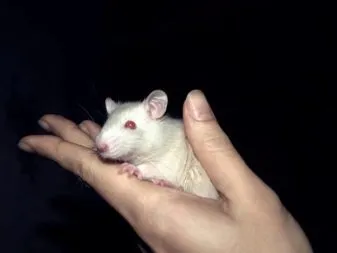 Sử dụng chất độn lõi ngô giúp kiểm soát mùi hiệu quả trong chuồng chuột kiểng