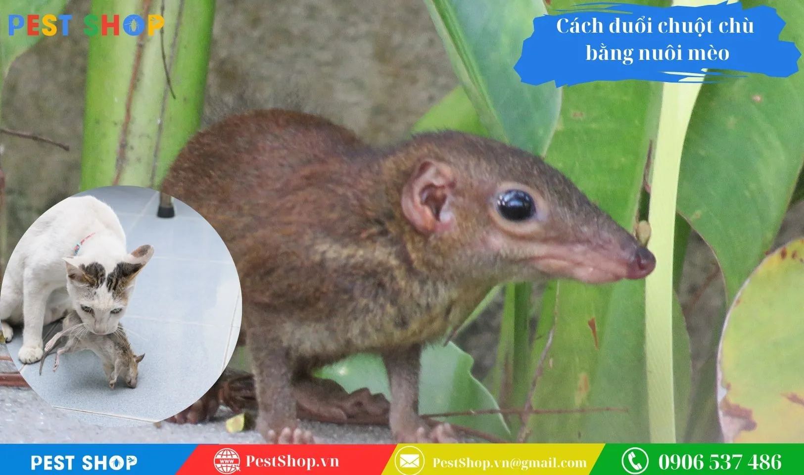 sử dụng chó hoặc mèo để kiểm soát và đuổi chuột chù ra khỏi khu vực sinh sống