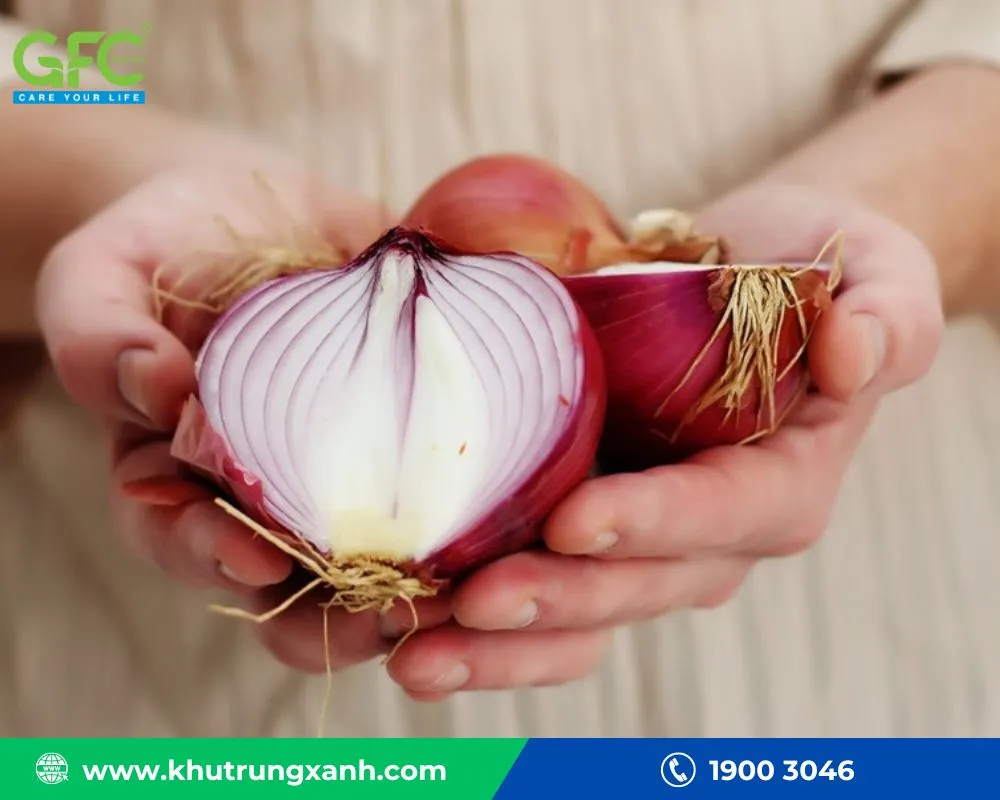 Sử dụng hành tây để tiêu diệt chuột chù do chất độc ảnh hưởng hồng cầu