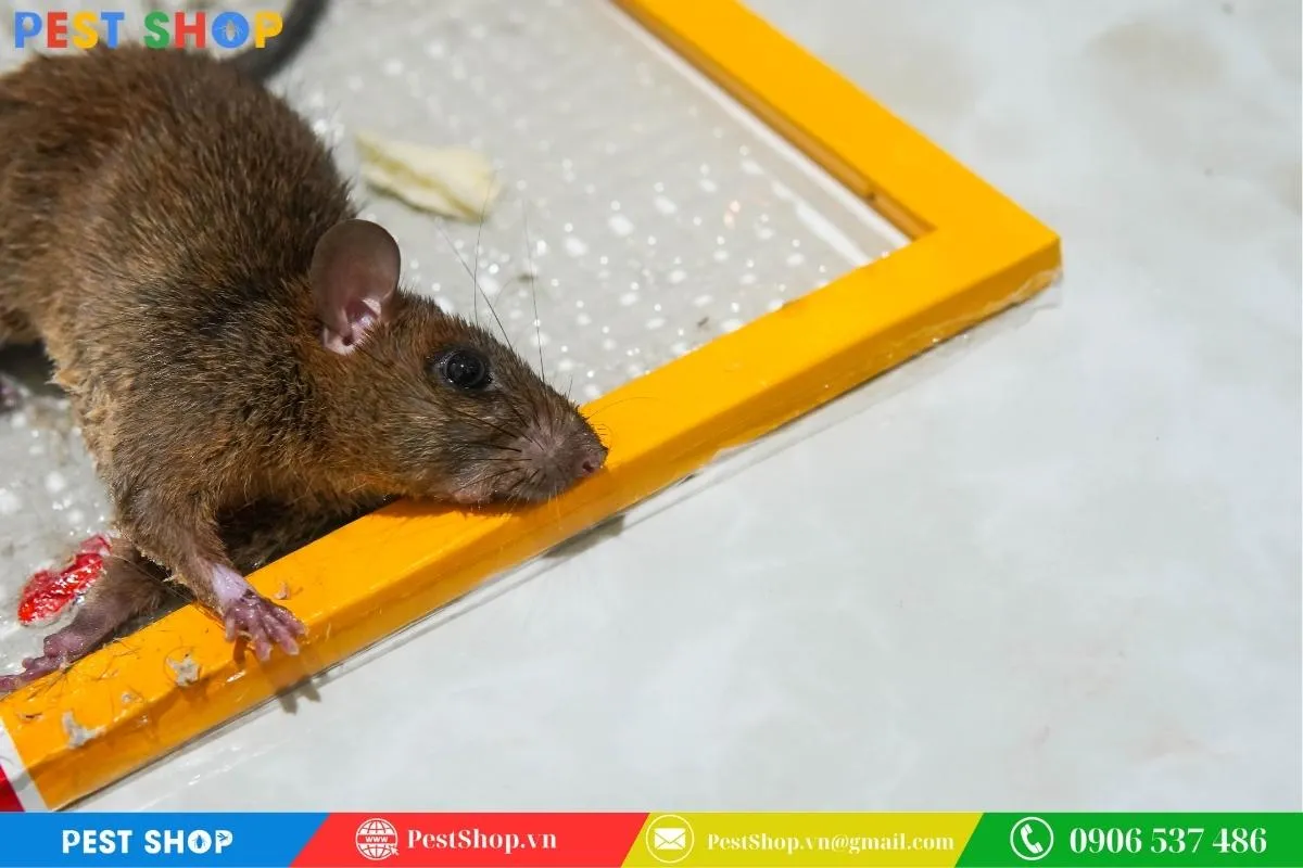 Sử dụng keo dính để ngăn chặn đường đi của chuột cống, phương pháp bẫy chuột đơn giản