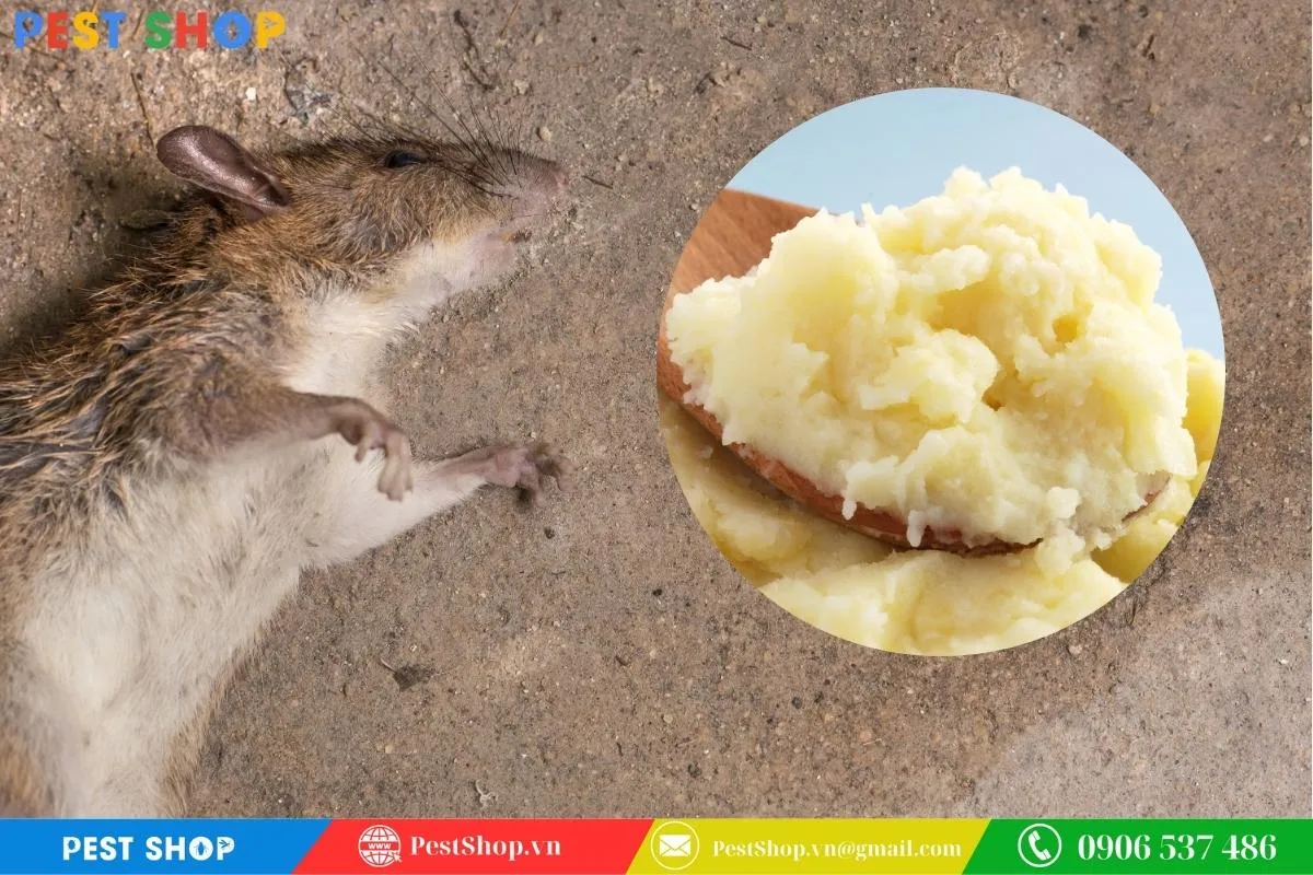 Sử dụng khoai tây nghiền làm bẫy chuột an toàn sinh học