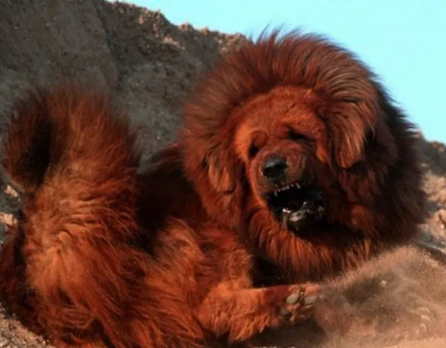 Sự dũng mãnh và lì lợm của chó ngao Tây Tạng khi bảo vệ lãnh thổ, cần huấn luyện xã hội hóa nghiêm ngặt.