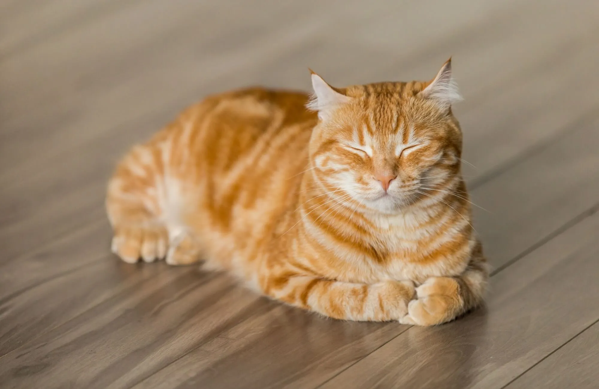 Sử dụng mèo để đuổi chuột chù kêu ra khỏi không gian sống