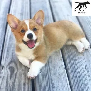 Sự khác biệt giữa Pembroke và Cardigan Corgi