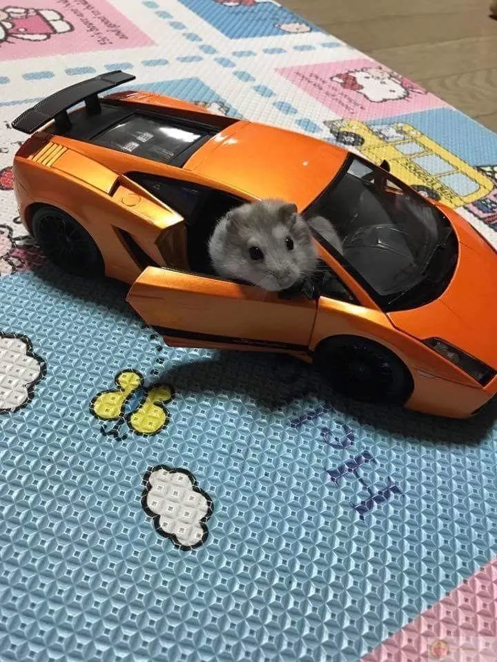 Sức hút lớn từ chú hamster nhỏ bé trong vai trò meme