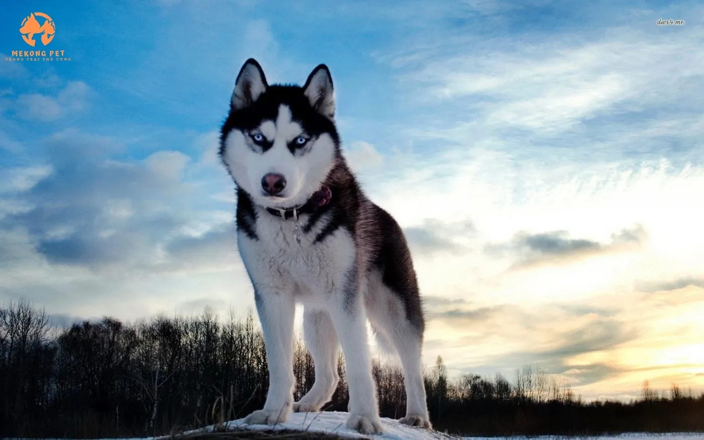 Sức mạnh và vẻ đẹp của chó Husky Siberia khi kéo xe trượt tuyết trong môi trường lạnh giá