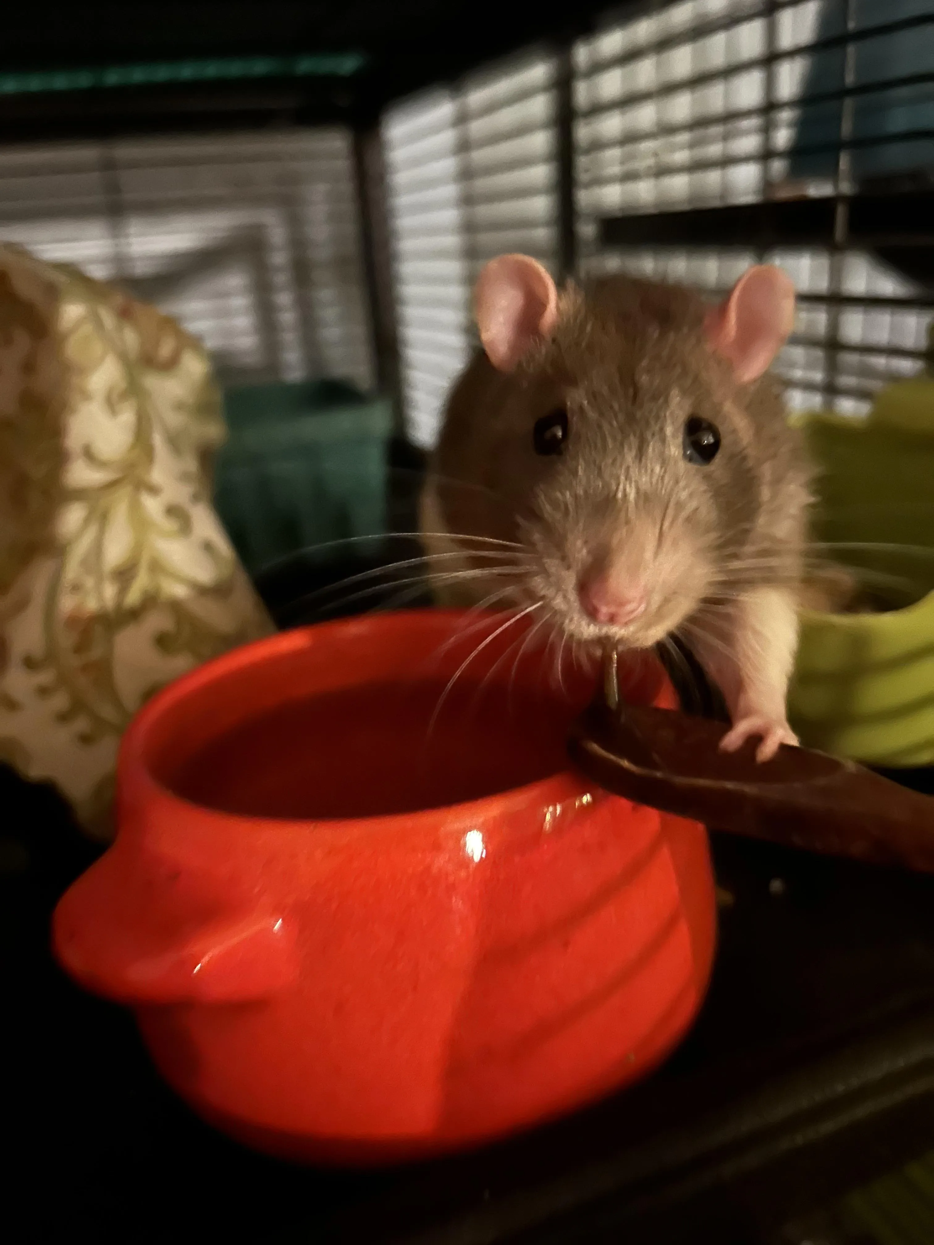 Chuột Hamster Trắng Mắt Đỏ Sau Khi Ăn: Giải Mã Hành Vi Và Chăm Sóc Đúng Cách