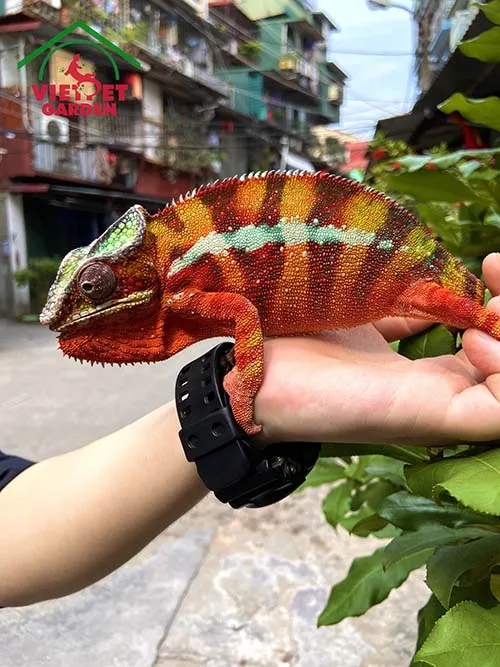 Cách Làm Chuồng Nuôi Tắc Kè Đạt Chuẩn Kỹ Thuật Thương Phẩm