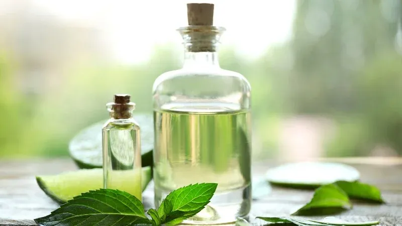 Tác dụng của tinh dầu bạc hà trong việc áp dụng cách đuổi chuột trong nhà đơn giản