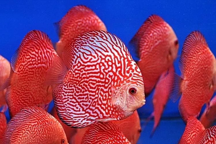 Tách riêng cặp cá đĩa đực cái vào bể sinh sản để tăng tỷ lệ đậu trứng