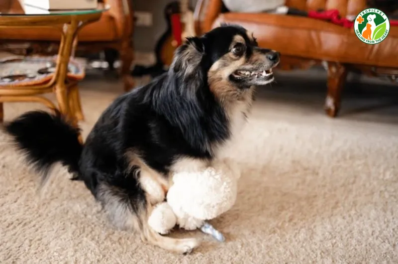 Người nuôi chó đang quan sát hành vi allintitle:tại sao chó cái nhảy đực của thú cưng