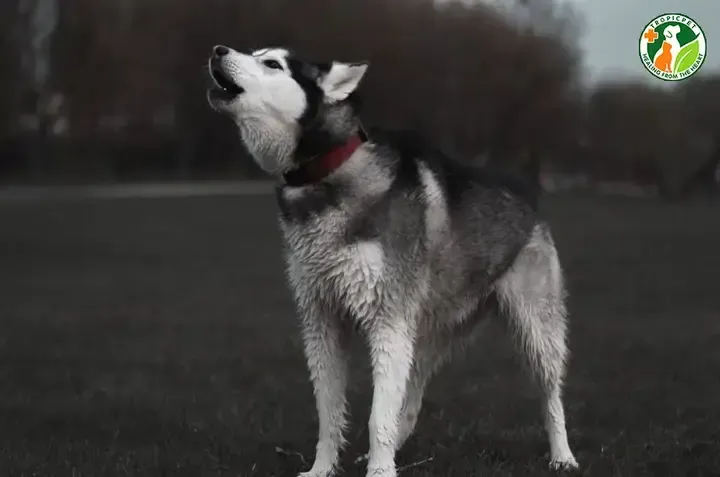 Việc thấu hiểu bản chất tiếng hú của chó sói giúp chúng ta có cái nhìn đúng đắn hơn về loài vật này