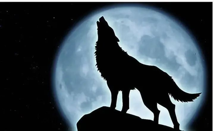 Tiếng hú của chó sói đóng vai trò quan trọng trong việc xác lập ranh giới lãnh thổ giữa các đàn