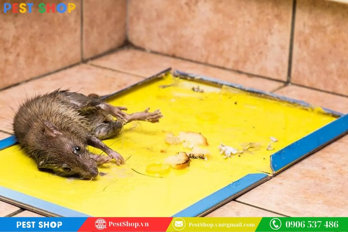 Tấm bìa carton dán keo dính chuyên dụng, là phương pháp bẫy chuột tiện lợi