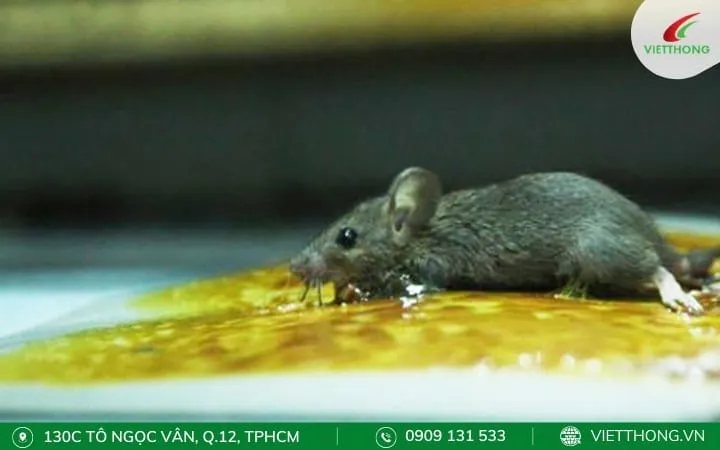 Tấm keo dính chuột đặt gần tường, sử dụng mồi để thu hút chuột dính vào.
