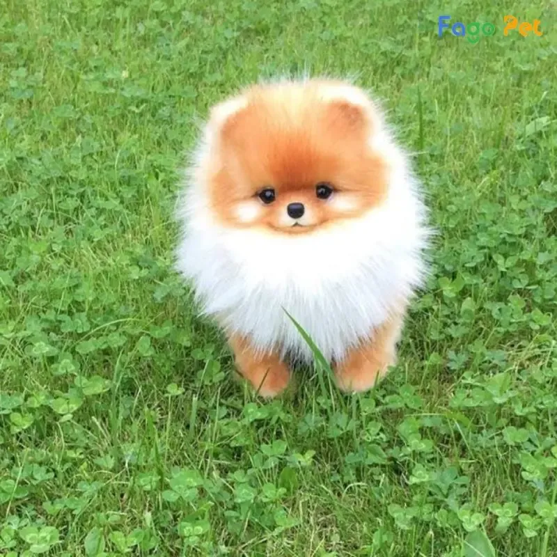 Tầm quan trọng của việc huấn luyện chó Phốc Sóc từ nhỏ để hình thành hành vi tích cực và ngoan ngoãn.