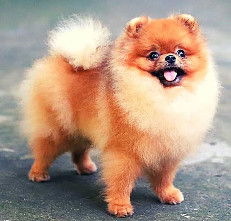 Tầm quan trọng của việc huấn luyện và xã hội hóa sớm cho chó Phốc Sóc