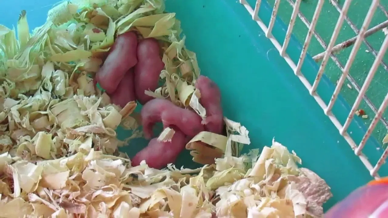 Tầm tuổi lý tưởng để chuột hamster sinh sản lần đầu, đảm bảo sức khỏe mẹ và con.