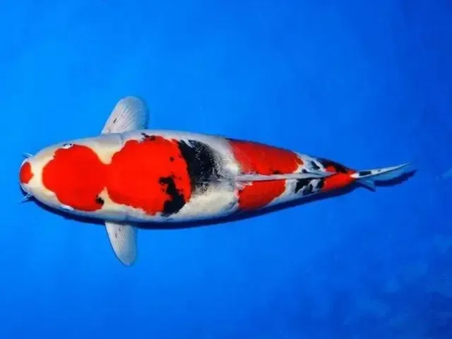 Tập hợp các giống cá Koi mini phổ biến như Kohaku, Sanke, Showa.