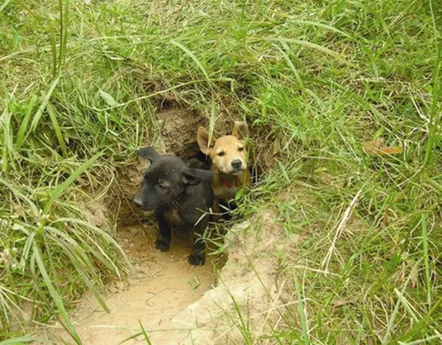 Tập Tính Đào Hang Sinh Sản Đặc Trưng Của Chó Phú Quốc