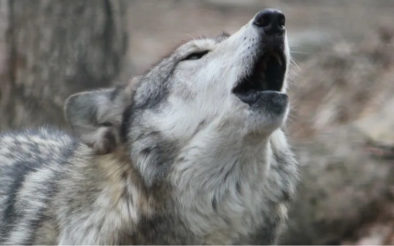 Tập tính hú theo bầy đàn là một trong những điểm chung giữa chó sói và Husky