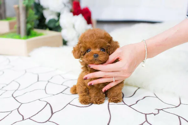 Teacup Poodle là dòng chó Poodle có kích thước siêu nhỏ