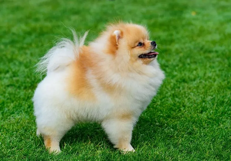 tên tiếng anh cho chó pomeranian cái và đực phản ánh sự hiện đại và ý nghĩa tốt lành