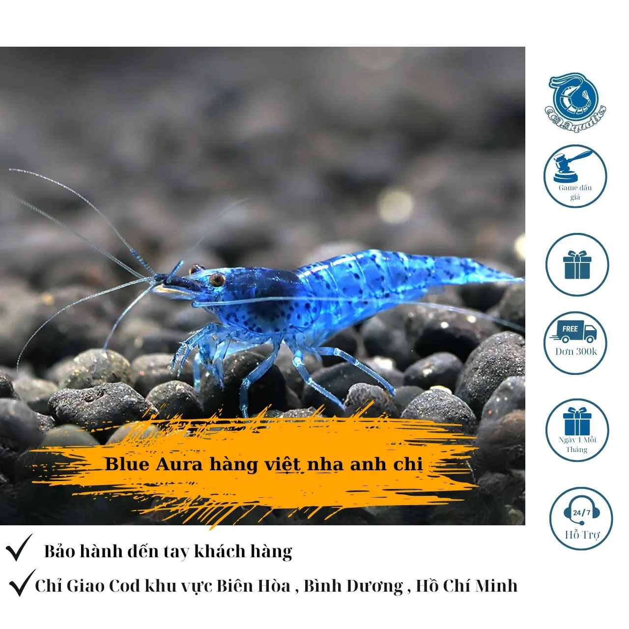 Tép Blue Aura (Blue Dream) có màu xanh đậm nổi bật, cần môi trường nước sạch