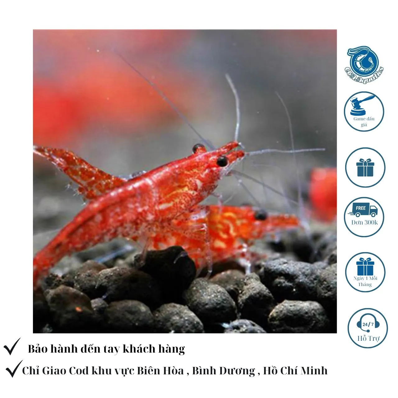 Tép Red Cherry (RC) với màu đỏ tươi, biểu tượng của sự dễ nuôi trong bể thủy sinh