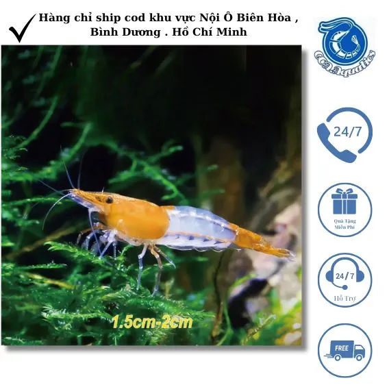 Tép Rili màu đỏ có các mảng trong suốt đặc trưng, tạo nên vẻ đẹp riêng biệt